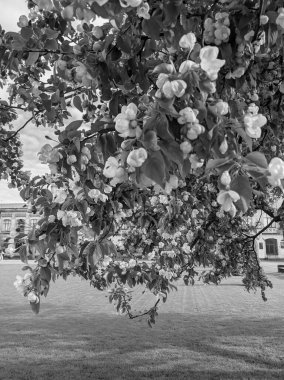 İlkbaharda yaprakları ve çiçekleri olan güzel ağaç dalları 