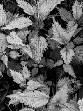 Ormanda taze ısırgan otu yapraklarının yakın plan çekimi. 