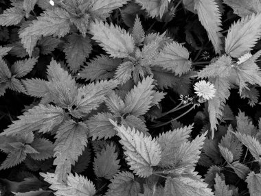 Ormanda taze ısırgan otu yapraklarının yakın plan çekimi. 