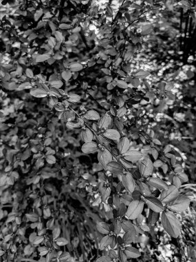 Güzel taze ağaç yaprakları ve tomurcukları baharda