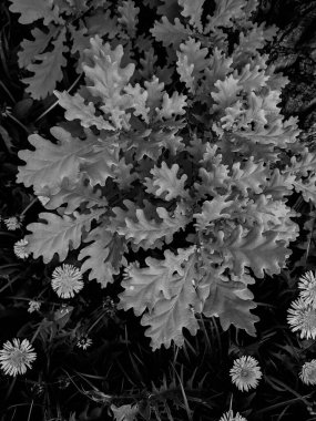 Parkta taze karahindiba karahindibalarının yakın plan çekimi.