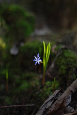 Ormanda güzel bir çiçek