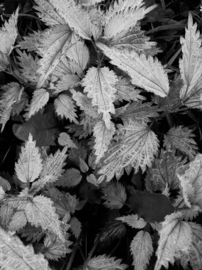 Ormanda taze ısırgan otu yapraklarının yakın plan çekimi. 