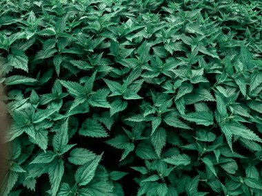 Ormandaki taze ısırgan otu yapraklarını yakın çekim 