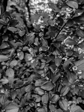 Güzel taze ağaç yaprakları ve tomurcukları baharda