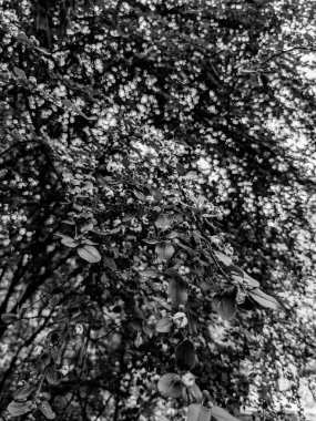 Güzel taze ağaç yaprakları ve tomurcukları baharda