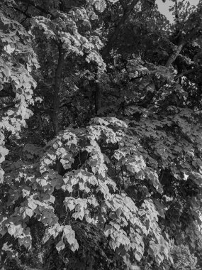 Baharda güzel ağaç dalları 