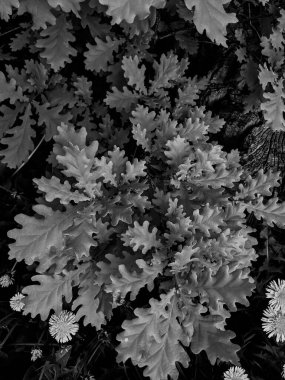 Parkta taze karahindiba karahindibalarının yakın plan çekimi.