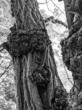 Ağaç gövdesini kapat.