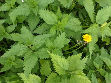 Ormanda taze ısırgan otu yapraklarının yakın plan çekimi. 