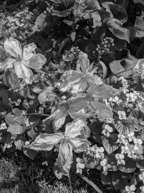 Güzel laleler, baharda büyüyen çiçekler. 