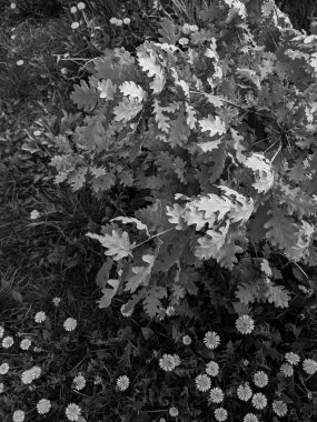 Parkta taze karahindiba karahindibalarının yakın plan çekimi.