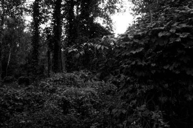 İlkbaharda ormanda yaprakları olan güzel ağaçlar