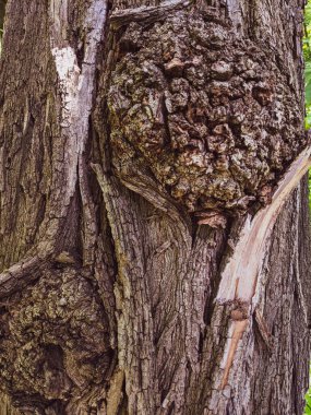 Ağaç gövdesini kapat arka plan, ahşap