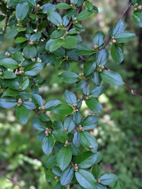 Güzel taze ağaç yaprakları ve tomurcukları baharda