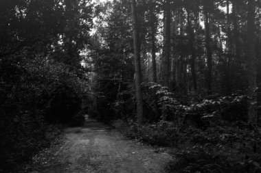 İlkbaharda ormanda yaprakları olan güzel ağaçlar