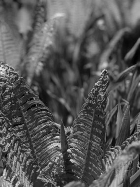 Ormanda taze eğreltiotu yapraklarının yakın plan çekimi. 