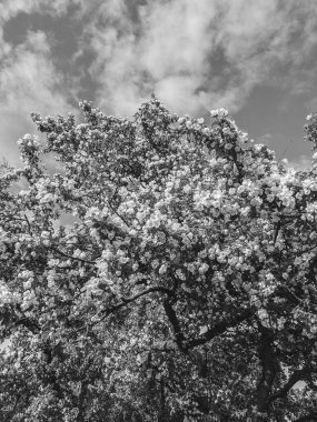 İlkbaharda yaprakları ve çiçekleri olan güzel ağaç dalları 