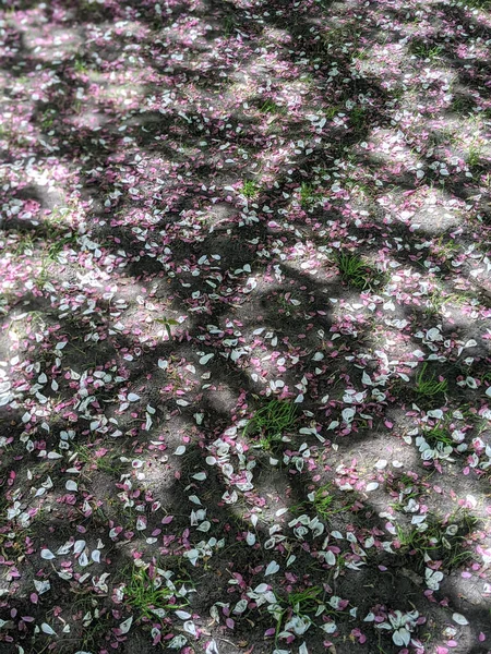 Цветущие Лепестки Сакуры Граунде Парке — стоковое фото