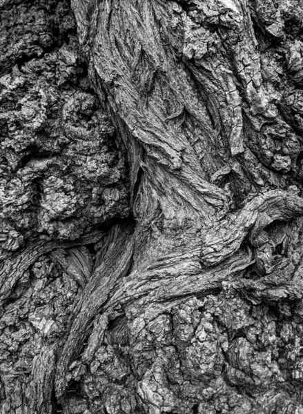 Vicino Albero Tronco Texture Sfondo Legno — Foto Stock