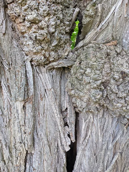 Close Tree Trunk Texture Background Wood — Stock Photo, Image