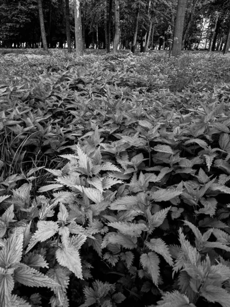 Primer Plano Hojas Ortiga Fresca Bosque —  Fotos de Stock