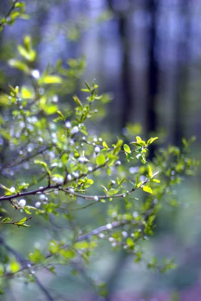 Belle Fleur Arbre Blanc Printemps — Photo