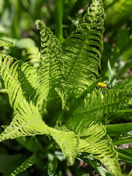 Primo Piano Foglie Felce Fresche Nella Foresta — Foto Stock