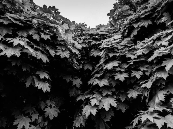 아름다운 가지들 — 스톡 사진