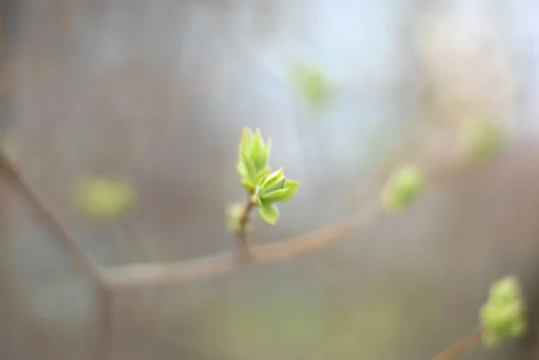 Belles Branches Arbres Avec Des Feuilles Printemps — Photo