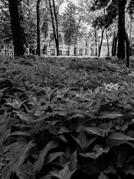 Tiro Perto Folhas Urtiga Frescas Parque — Fotografia de Stock