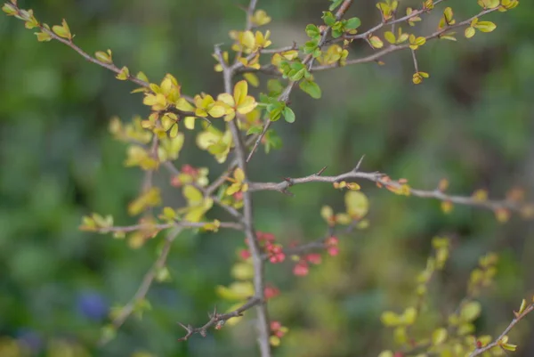 Belles Branches Arbres Avec Des Feuilles Printemps — Photo