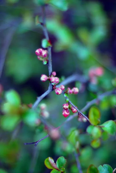 Belles Branches Arbres Avec Des Feuilles Des Fleurs Printemps — Photo