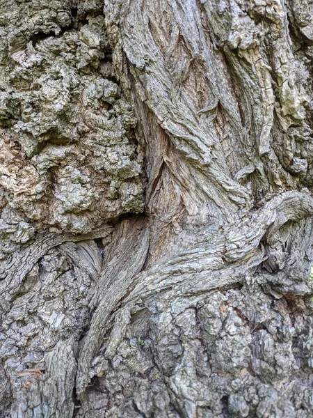 Gros Plan Arbre Tronc Texture Fond Bois — Photo