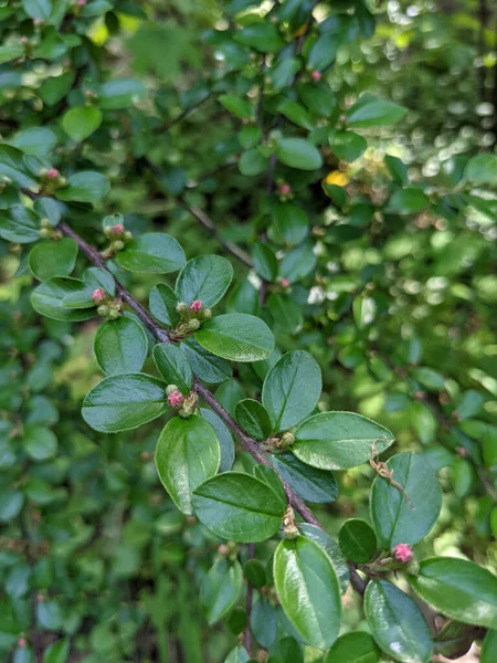 Belas Folhas Árvores Frescas Botões Primavera — Fotografia de Stock