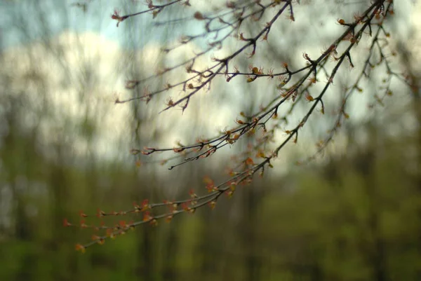 春に葉を持つ美しい木の枝 — ストック写真