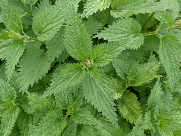 close up shot of  fresh  nettle  leaves in forest 