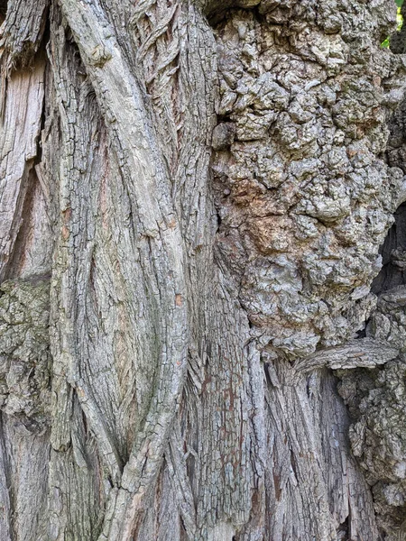 Close Tree Trunk Wood — Stock Photo, Image