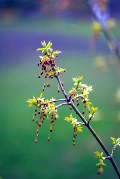 Piękne Gałęzie Drzew Liśćmi Wiosną — Zdjęcie stockowe