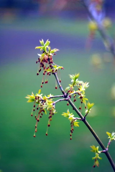 Belles Branches Arbres Avec Des Feuilles Printemps — Photo