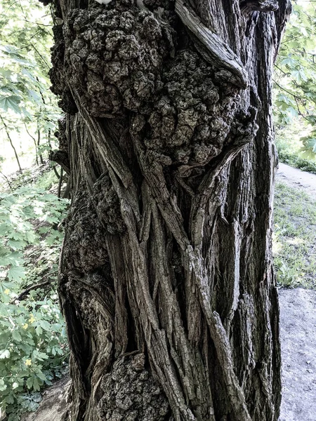 Ağaç Gövdesini Kapat Arka Plan Ahşap — Stok fotoğraf