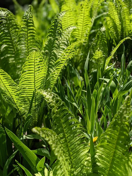 Primo Piano Foglie Felce Fresche Nella Foresta — Foto Stock