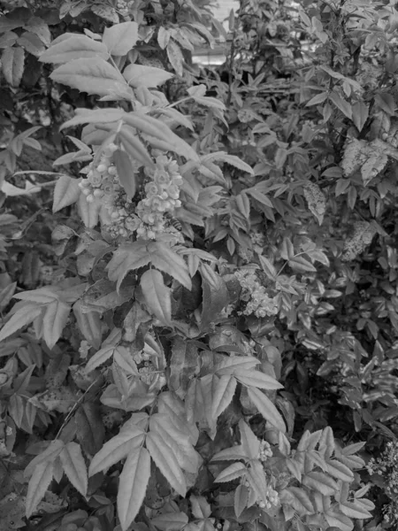 Gros Plan Des Feuilles Des Fleurs Fraîches Dans Parc — Photo