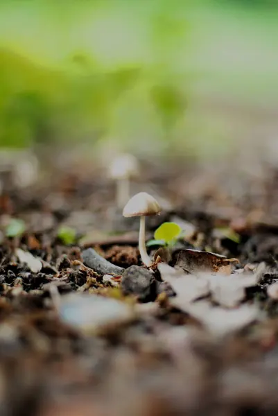 Paddestoel Het Bos Groeit Close — Stockfoto