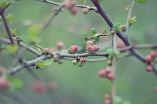 Belles Branches Arbres Avec Des Feuilles Printemps — Photo