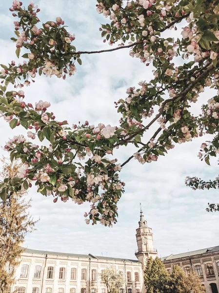 Beautiful Tree Branches Leaves Flowers Spring — Stock Photo, Image