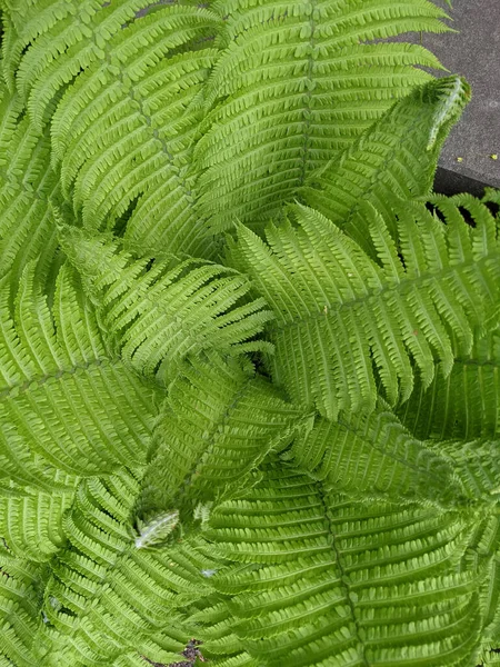 Gros Plan Des Feuilles Fougère Fraîche Dans Forêt — Photo