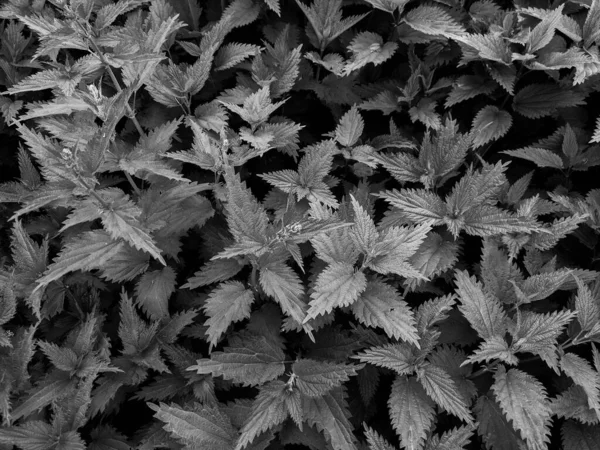 Close Shot Fresh Nettle Leaves Forest — Stock Photo, Image