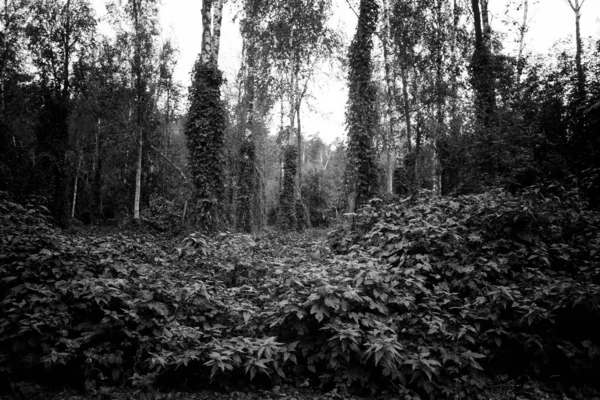 Bellissimi Alberi Con Foglie Primavera Nella Foresta — Foto Stock