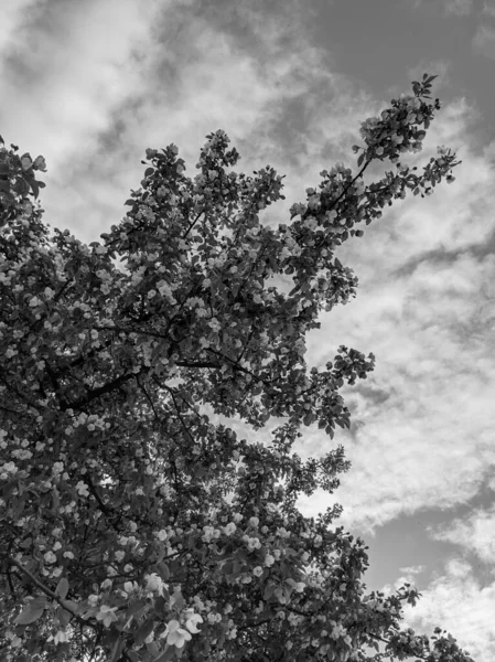 Bellissimi Rami Albero Con Foglie Fiori Primavera — Foto Stock